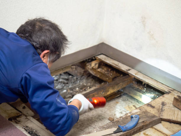 Best Mold Damage Repair  in Island Lake, IL