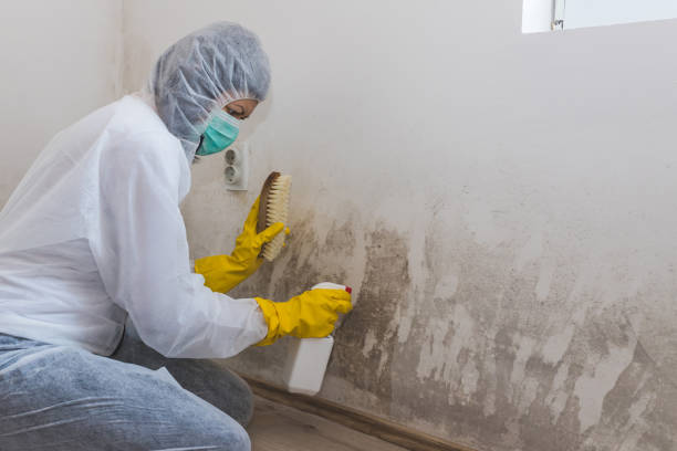 Best Mold Cleaning Services  in Island Lake, IL