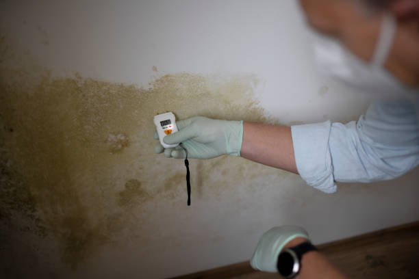 Best Same-Day Mold Removal  in Island Lake, IL