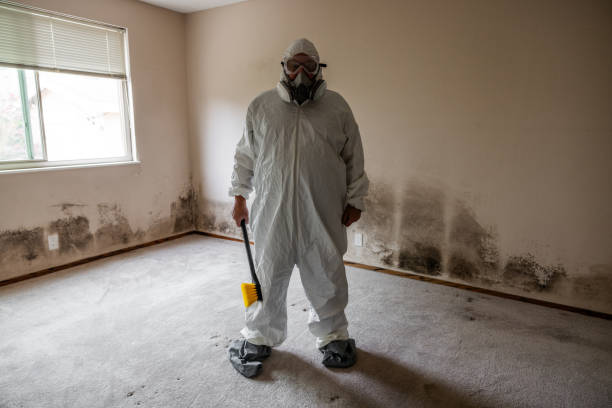 Best Emergency Mold Removal  in Island Lake, IL