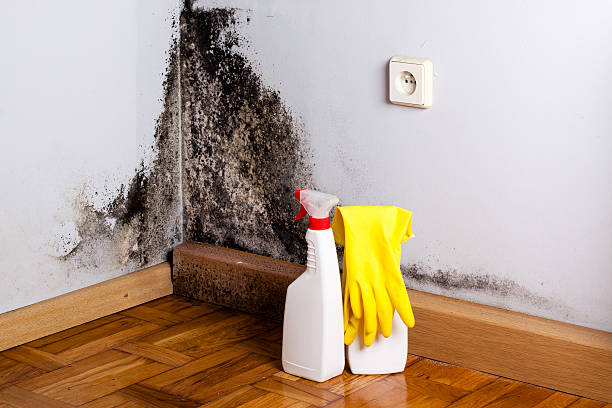 Reliable Island Lake, IL Mold Removal Solutions