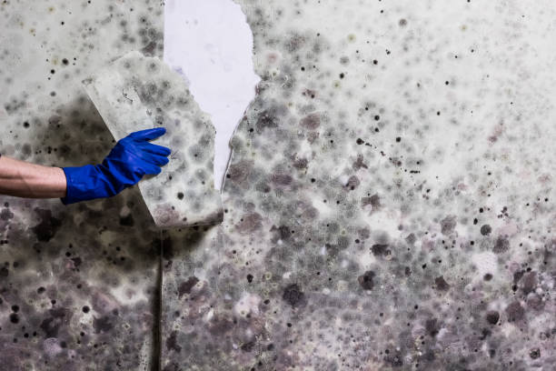 Best Mold Testing  in Island Lake, IL