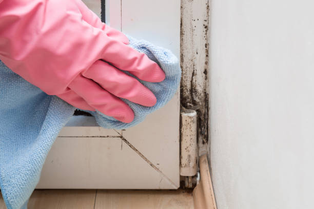 Best Professional Mold Removal  in Island Lake, IL