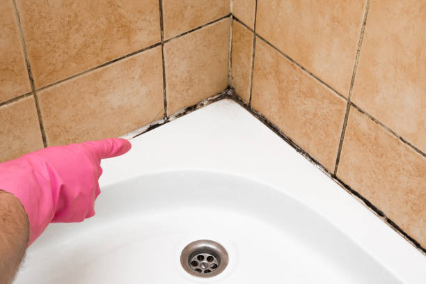 Best Attic Mold Removal  in Island Lake, IL